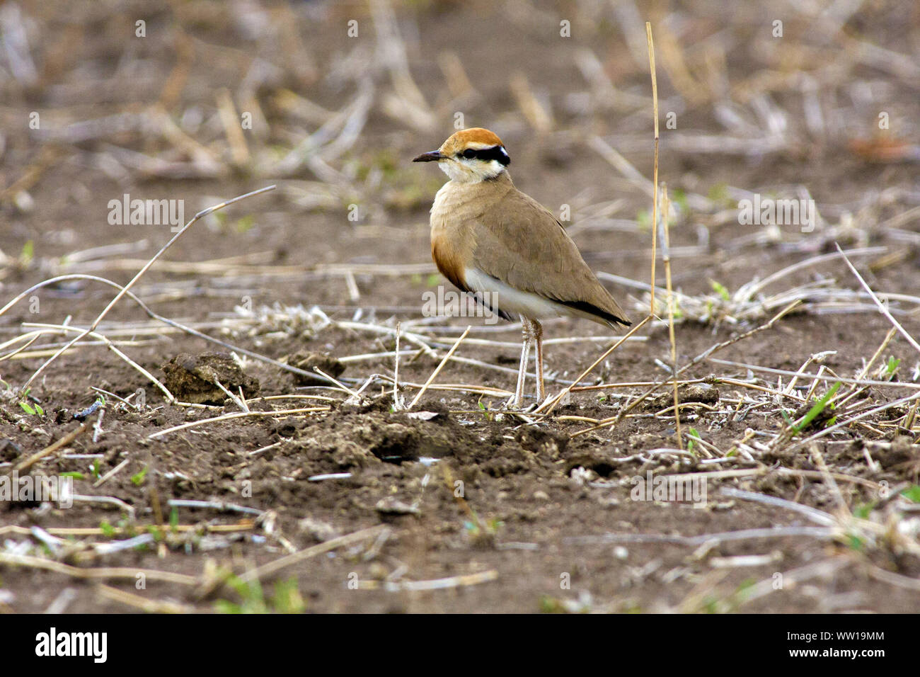 A colorful Orange-crowned Plover in South Africa Stock Photo