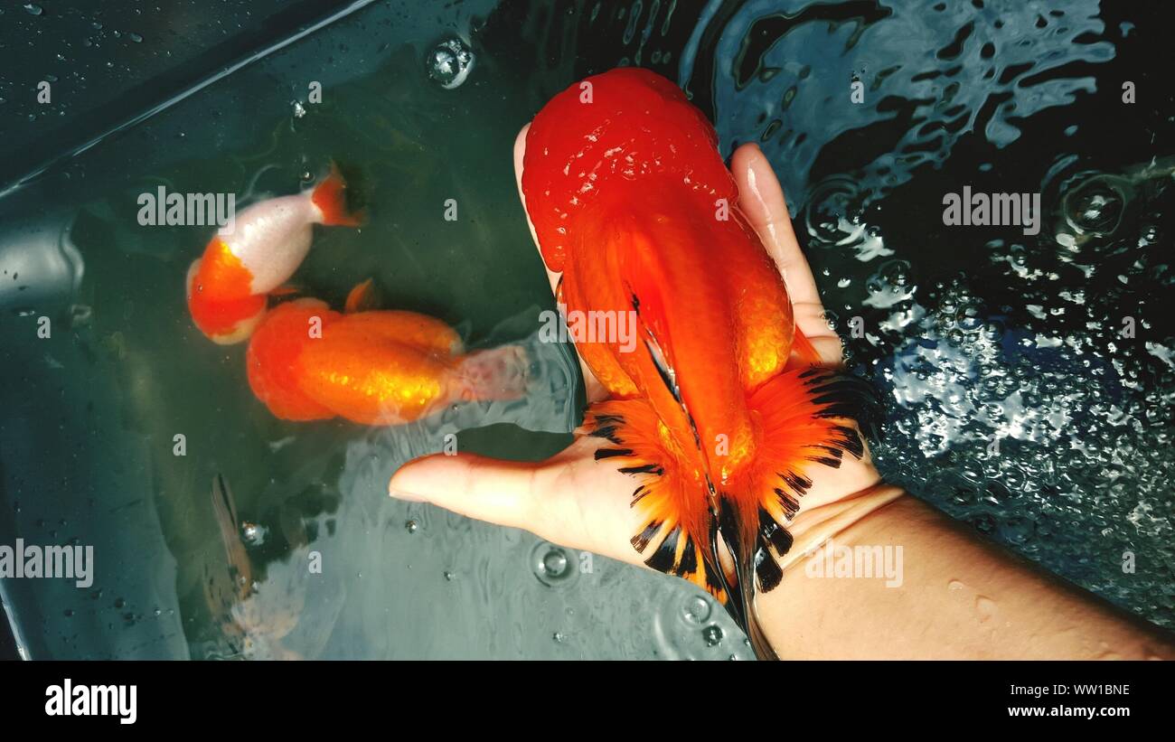 Cropped Hand Of Person Holding Goldfish Over Fish Tank Stock Photo