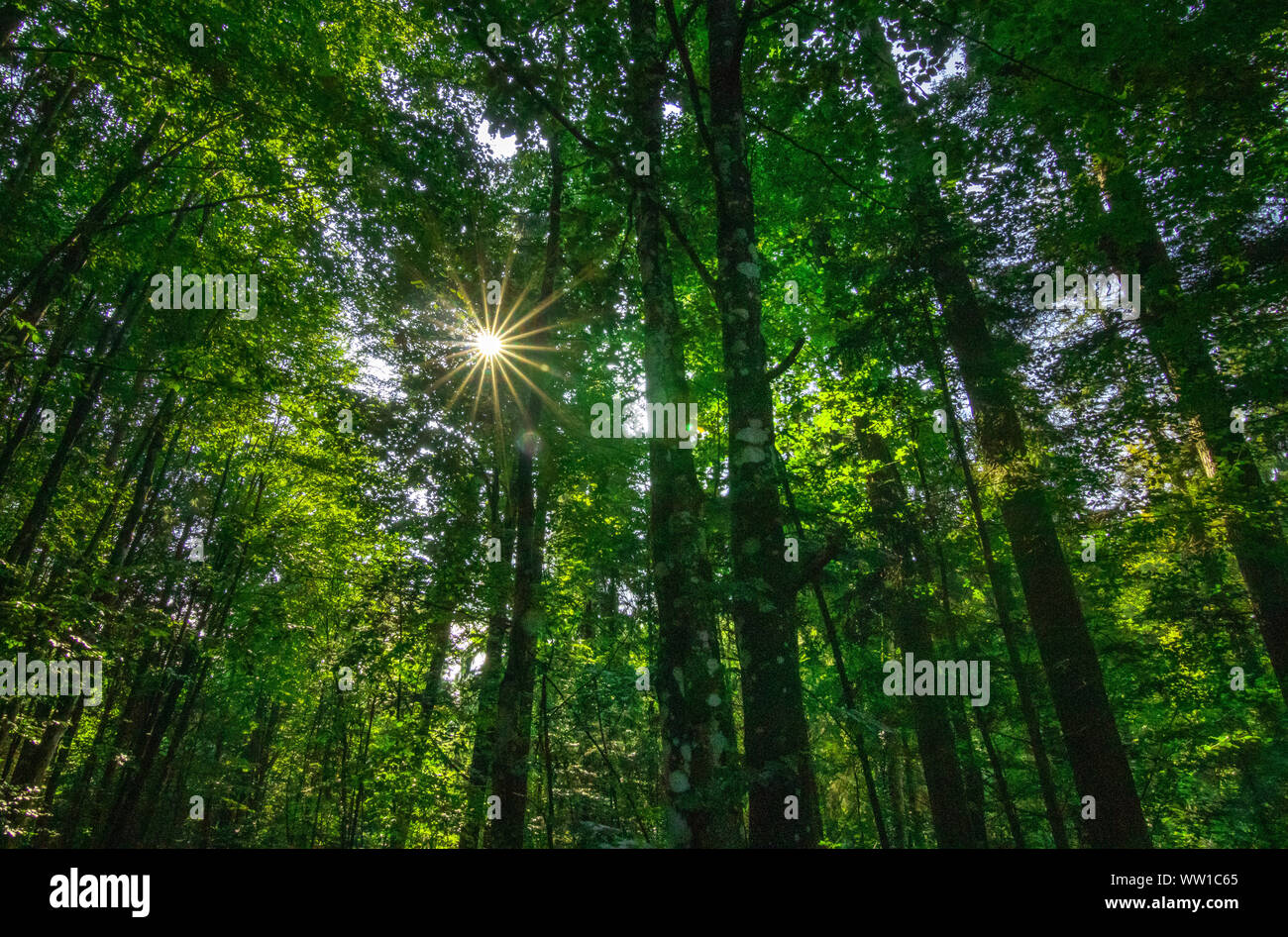 forest bathing green trees with sun star relaxing Stock Photo