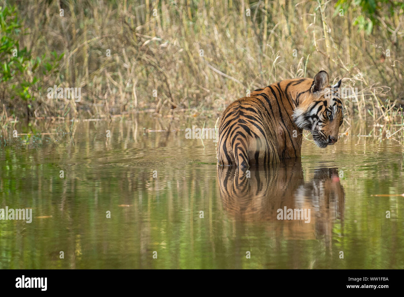 Bandhavgarh Tiger or Wild Male Bengal Tiger Cooling off in water with reflection in bandhavgarh tiger reserve or national park, Madhya pradesh, India Stock Photo