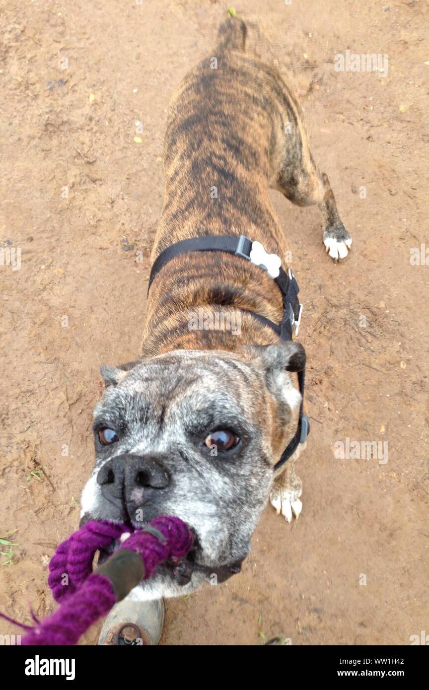 Boxer dog mouth hires stock photography and images Alamy