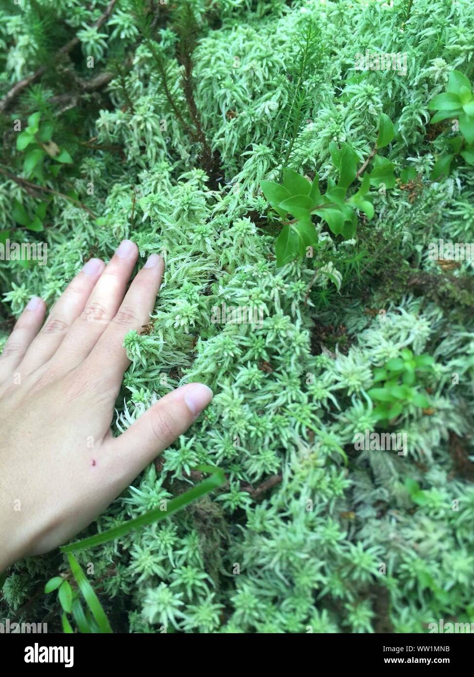 Close-up Of Hand Touching Herbal Plant Stock Photo