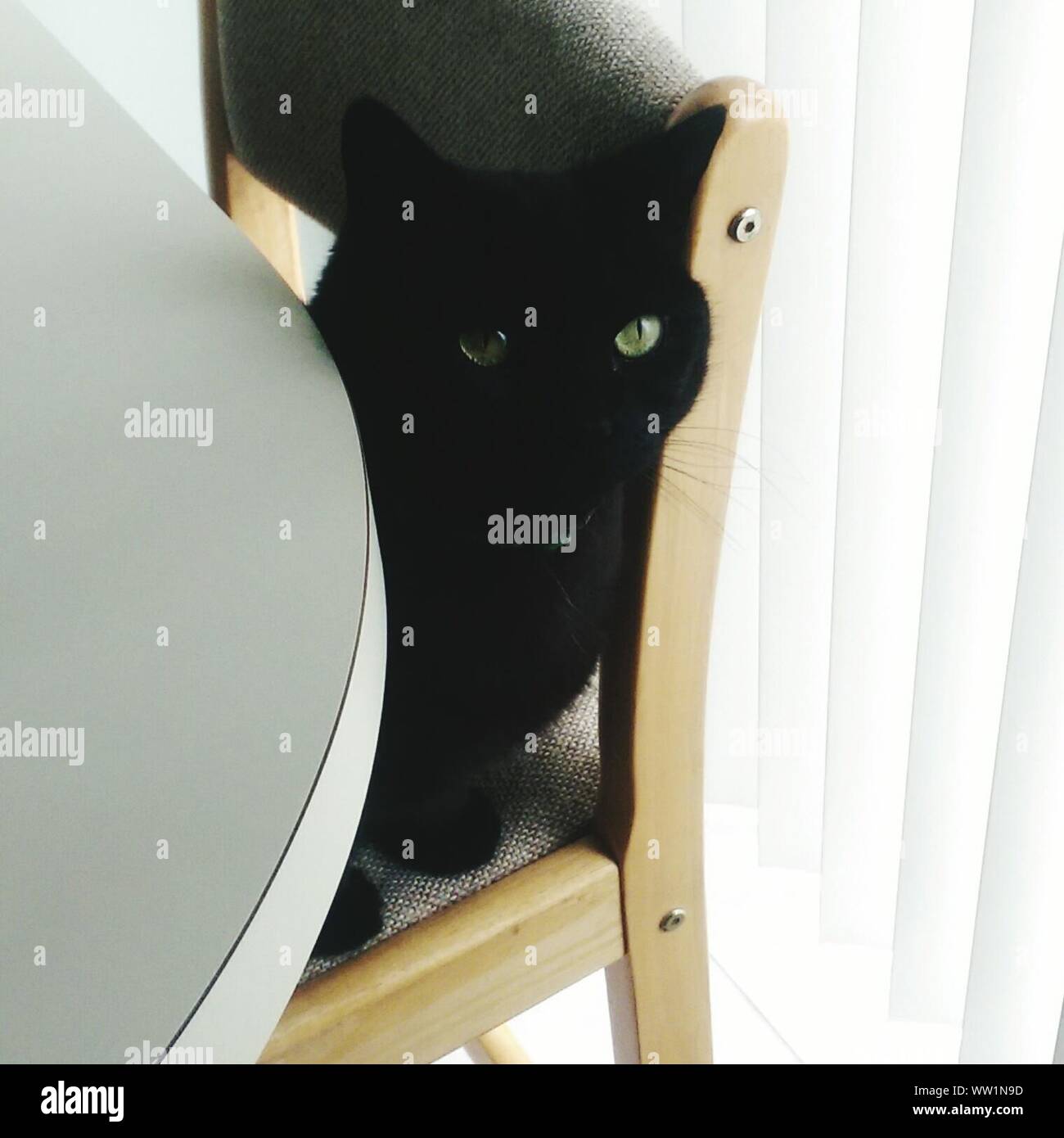 Black cat sitting on chair hi-res stock photography and images - Alamy