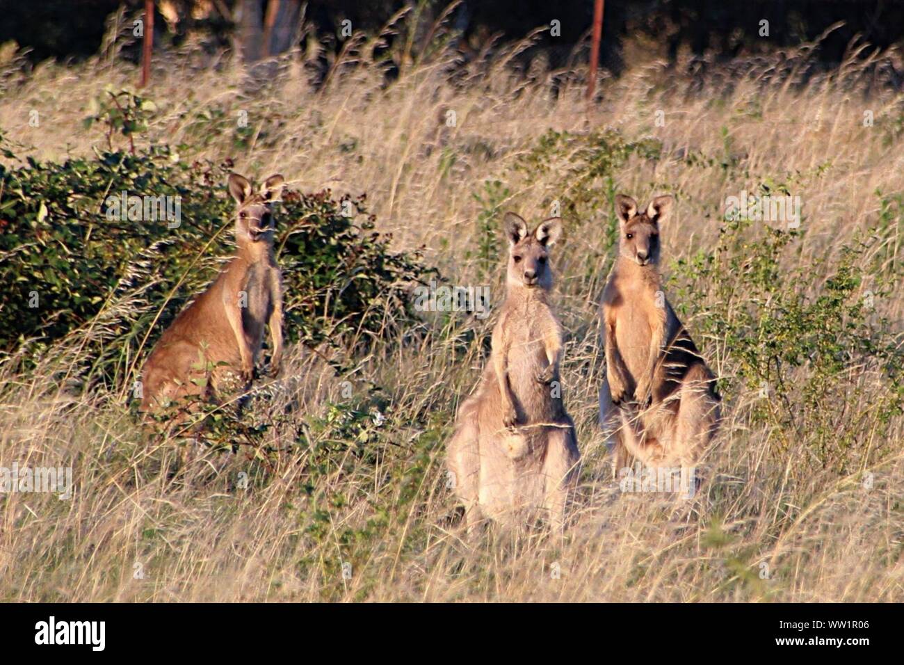 Group Of Kangaroos In Natural Environment Stock Photo