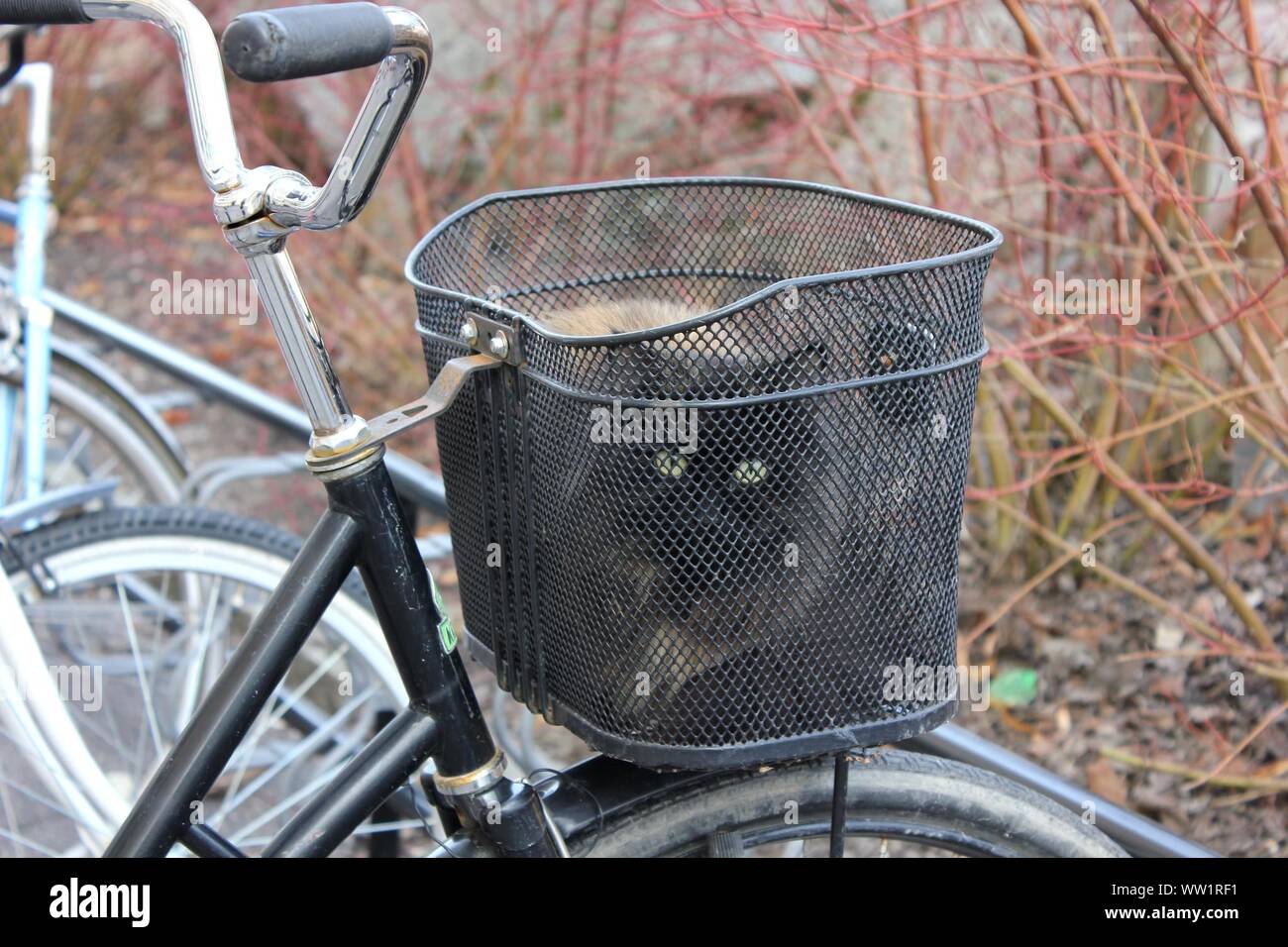 Cat In The Luggage Rack Of A Bike Stock Photo - Alamy