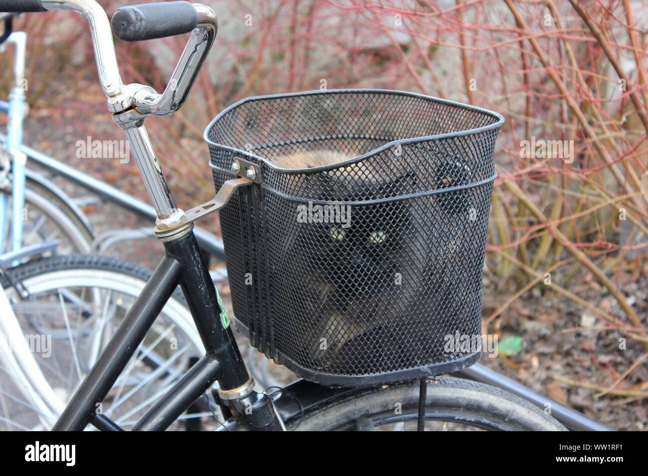 cat in bicycle basket