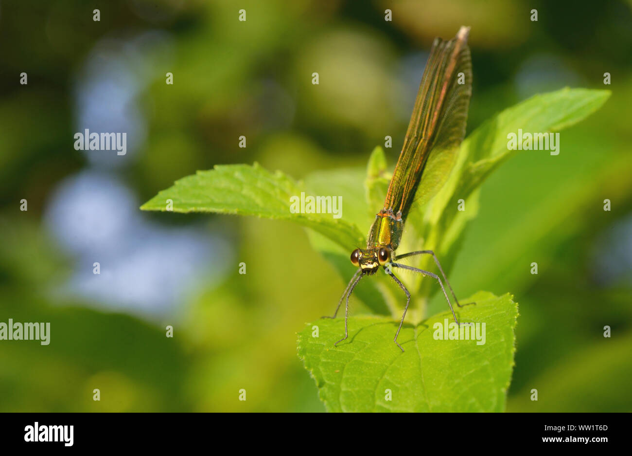 Rapacious Flange-tail Dragonfly in forest Stock Photo