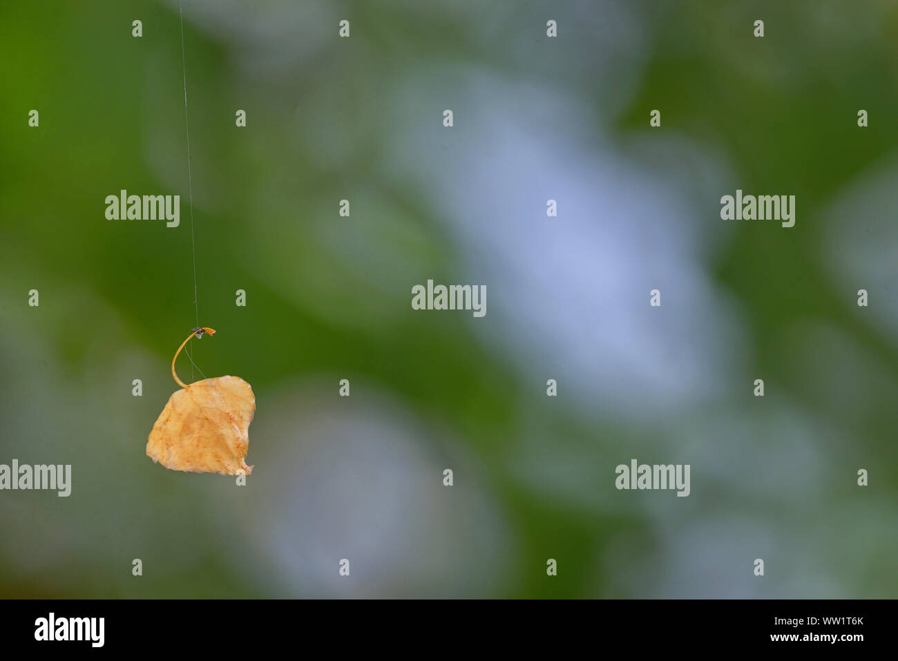 Single old leaf hanging on spiderweb in forest Stock Photo