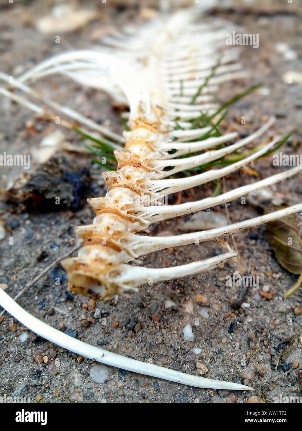 Close-up Of White Tailed Bones Nestled In Pine Needles On Ground Stock Photo
