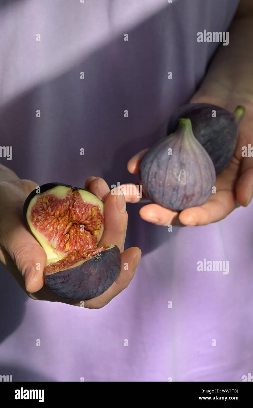 Fresh Figs Holded By Woman Hands Stock Photo