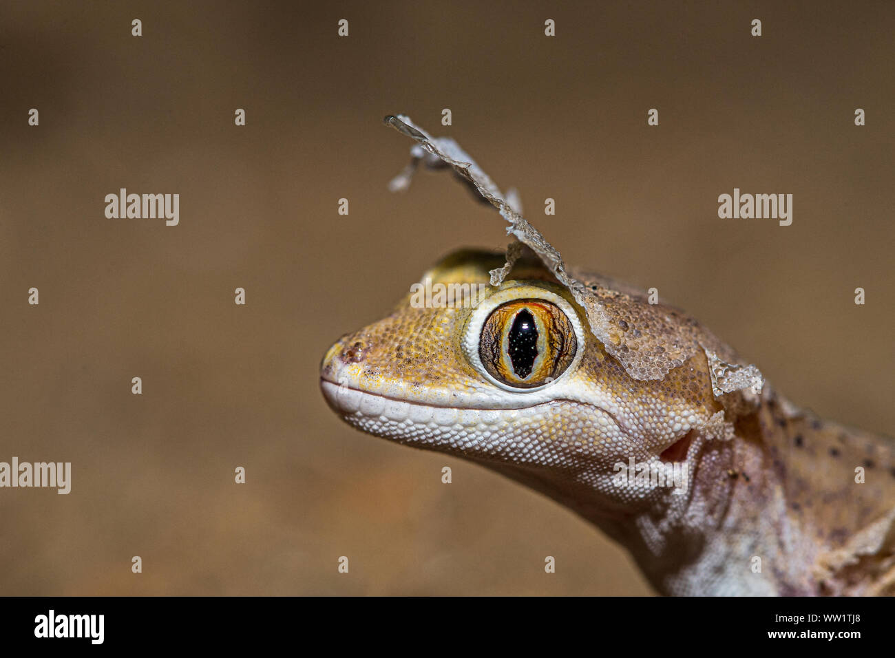 Sindh Sand Gecko!! Stock Photo Alamy