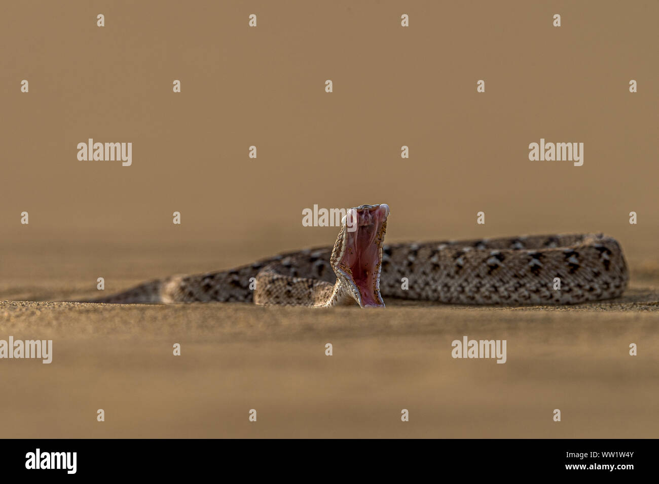 Venomous snake eyes hires stock photography and images Alamy