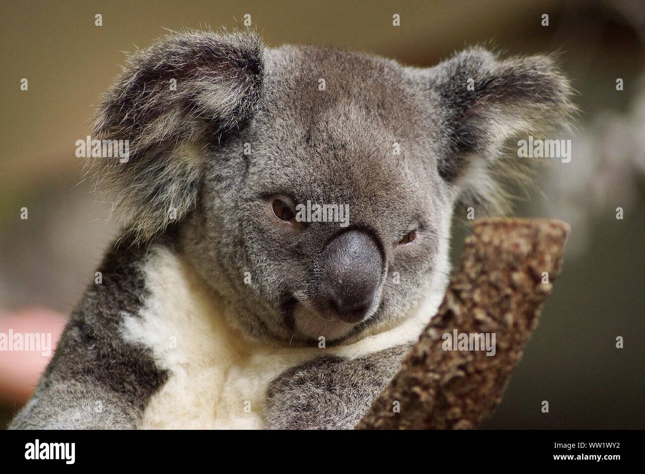 Koala looking down hi-res stock photography and images - Alamy Koala looking down hi-res stock photography and images - Alamy