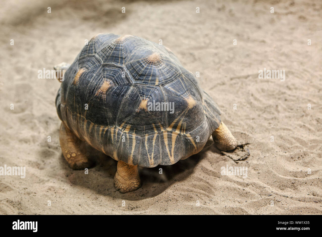 Radiated Tortoise walking on the desert san Stock Photo