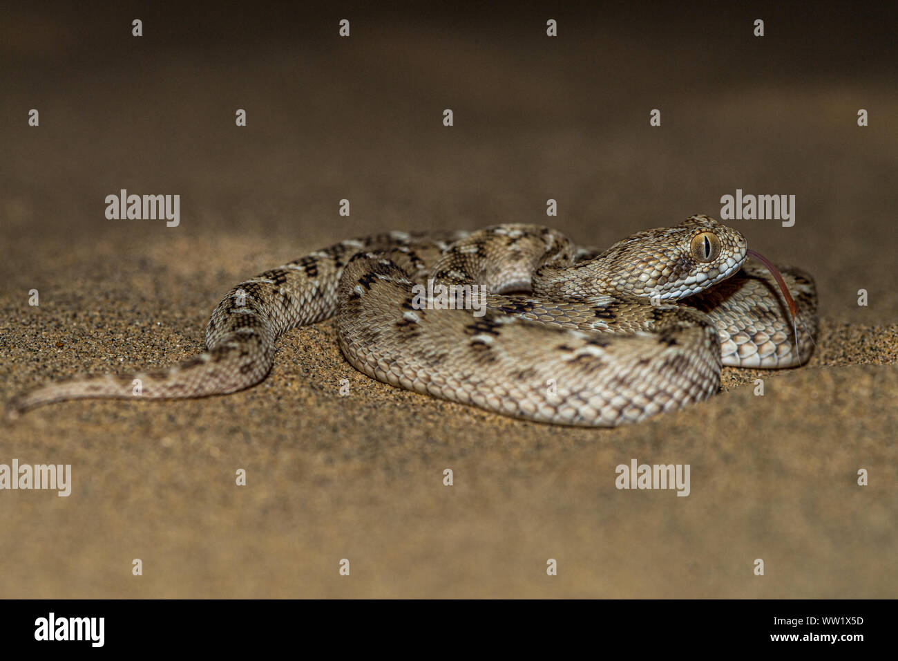 The Dangerous Venomous Snake of India. Stock Photo