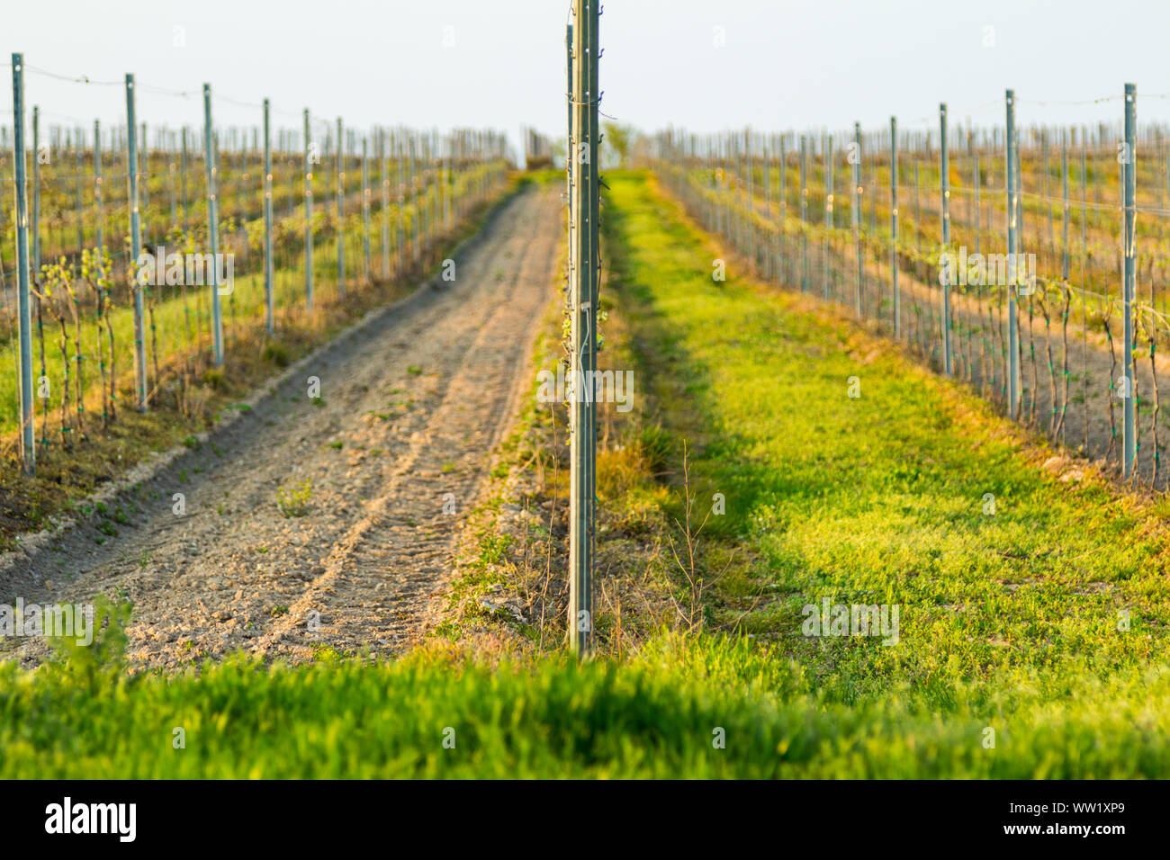 Vineyard vine rows front view in setting sun in Sopron, Hungary Stock Photo