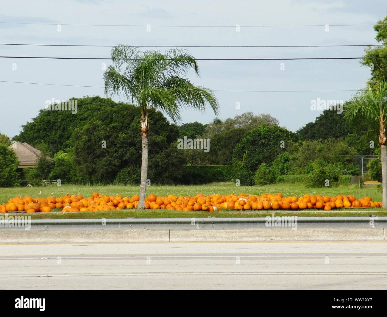 Pumpkins At Roadside Against Trees Stock Photo