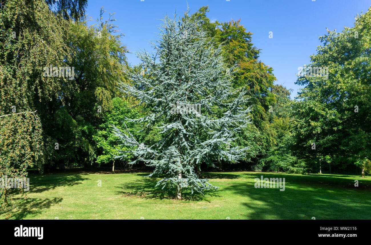 Cedrus Atlantica Glauca tree, also known as Blue Atlas Cedar a large evergreen cedar tree with needle like leaves, seen here in a parkland setting. Stock Photo