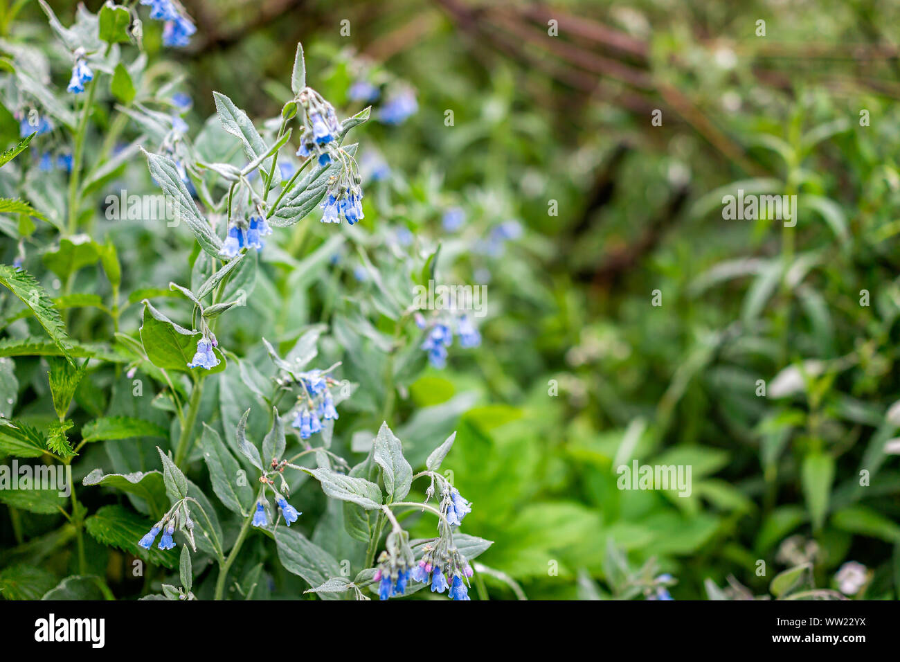 Closeup on blue bell bluebell flowers on Conundrum Creek Trail in Aspen, Colorado in 2019 summer with water drops Stock Photo