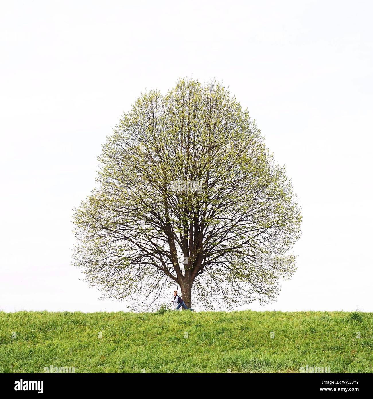 Tree man hi-res stock photography and images - Alamy