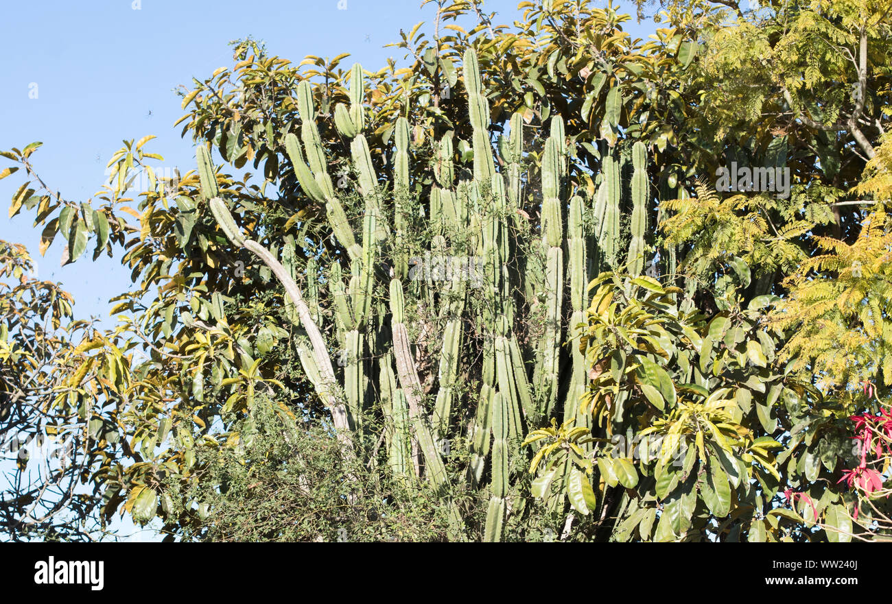 Cactus in a blue sky, Madagascar, Africa Stock Photo