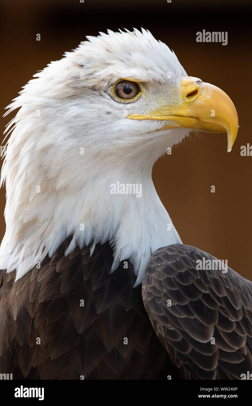 American Bald Eagle (male) Stock Photo
