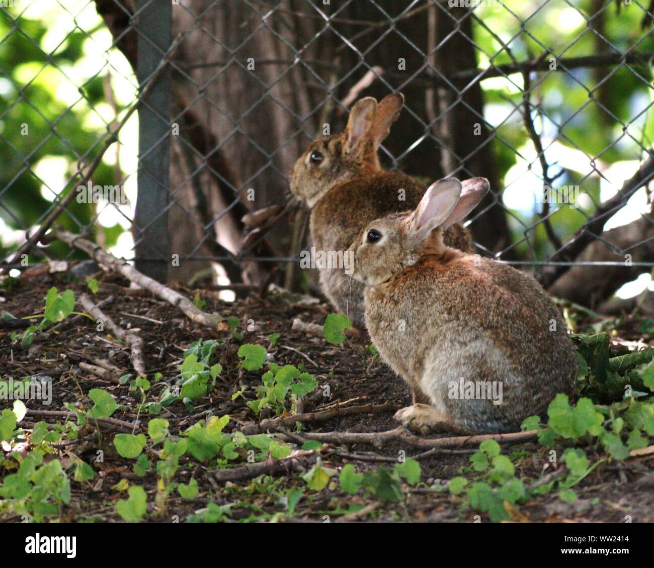 Rabbits On Field In Zoo Stock Photo Alamy
