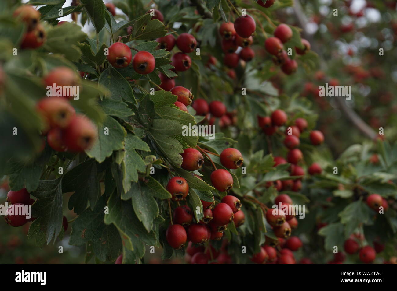 Hawthorn (Weißdorn) with green leaves Stock Photo