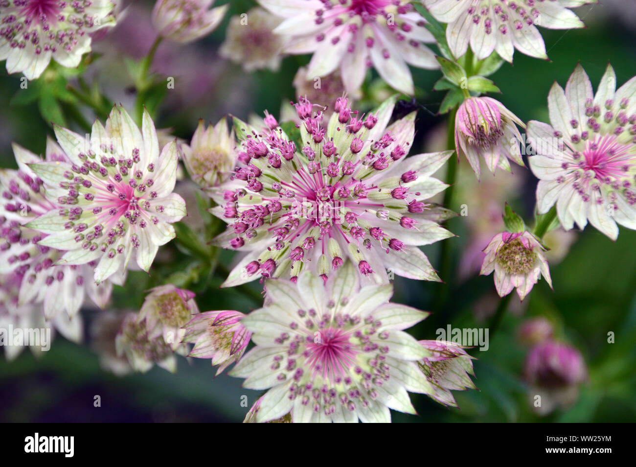 Pale Pink Astrantia major 'Buckland' Flowers grown in a Border at RHS Garden Harlow Carr, Harrogate, Yorkshire. England, UK. Stock Photo