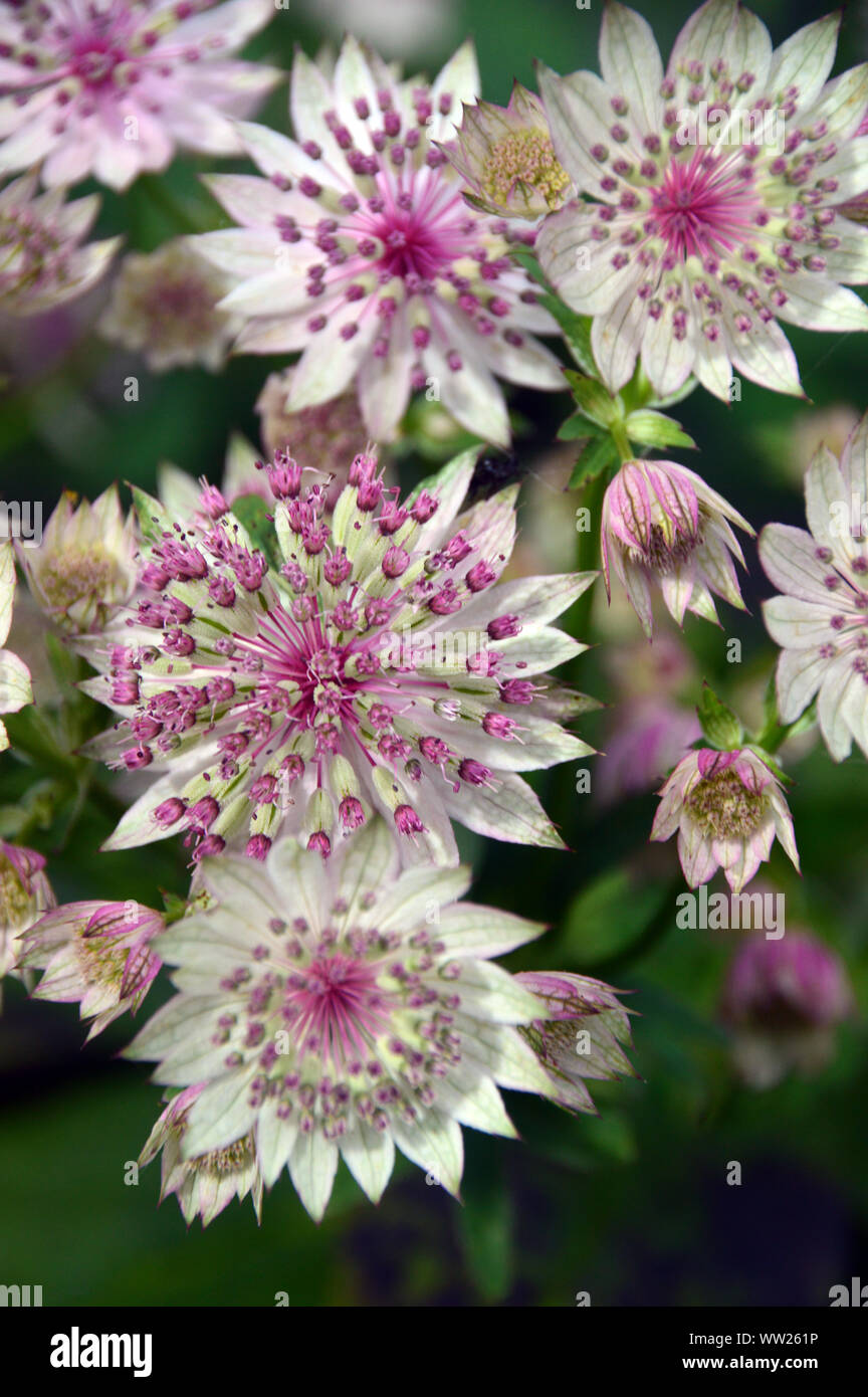 Pale Pink Astrantia major 'Buckland' Flowers grown in a Border at RHS Garden Harlow Carr, Harrogate, Yorkshire. England, UK. Stock Photo