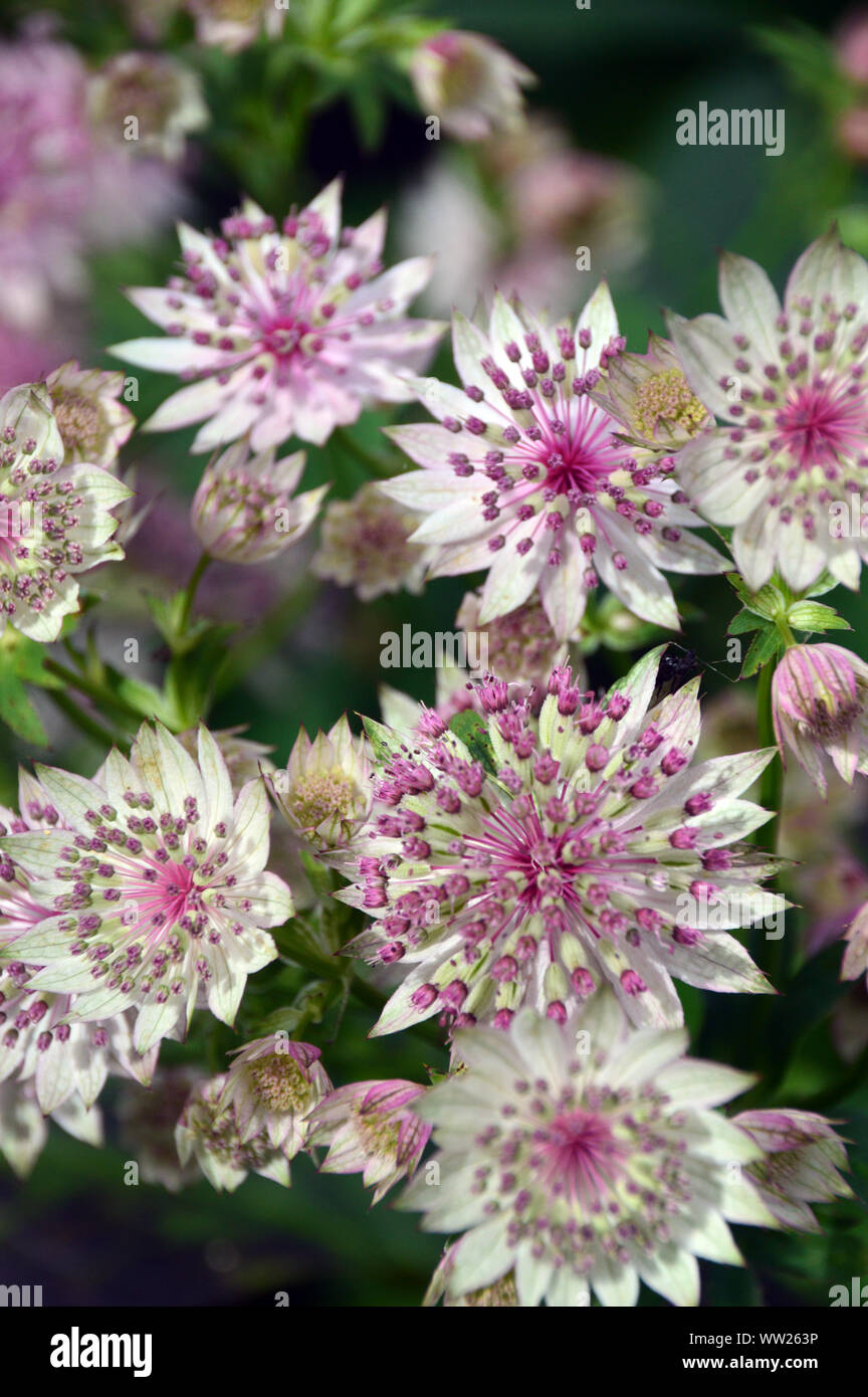 Pale Pink Astrantia major 'Buckland' Flowers grown in a Border at RHS Garden Harlow Carr, Harrogate, Yorkshire. England, UK. Stock Photo