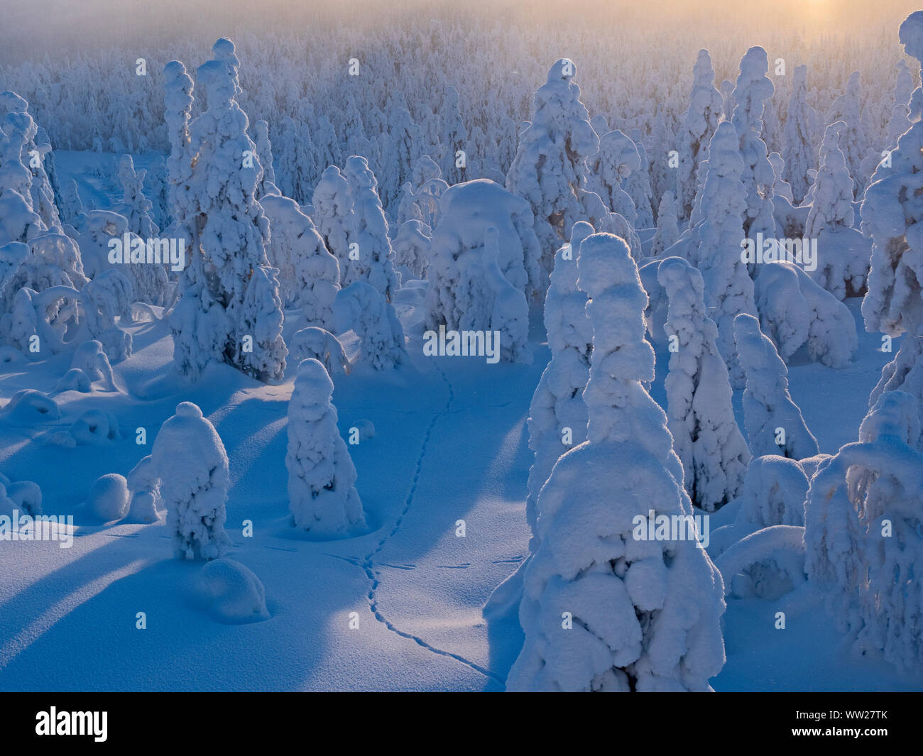 Trees with a load of snow in a forest hi-res stock photography and ...