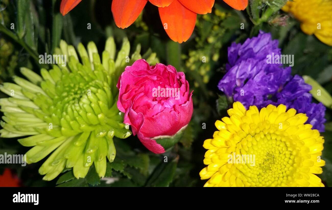 Yellow carnations hires stock photography and images Alamy