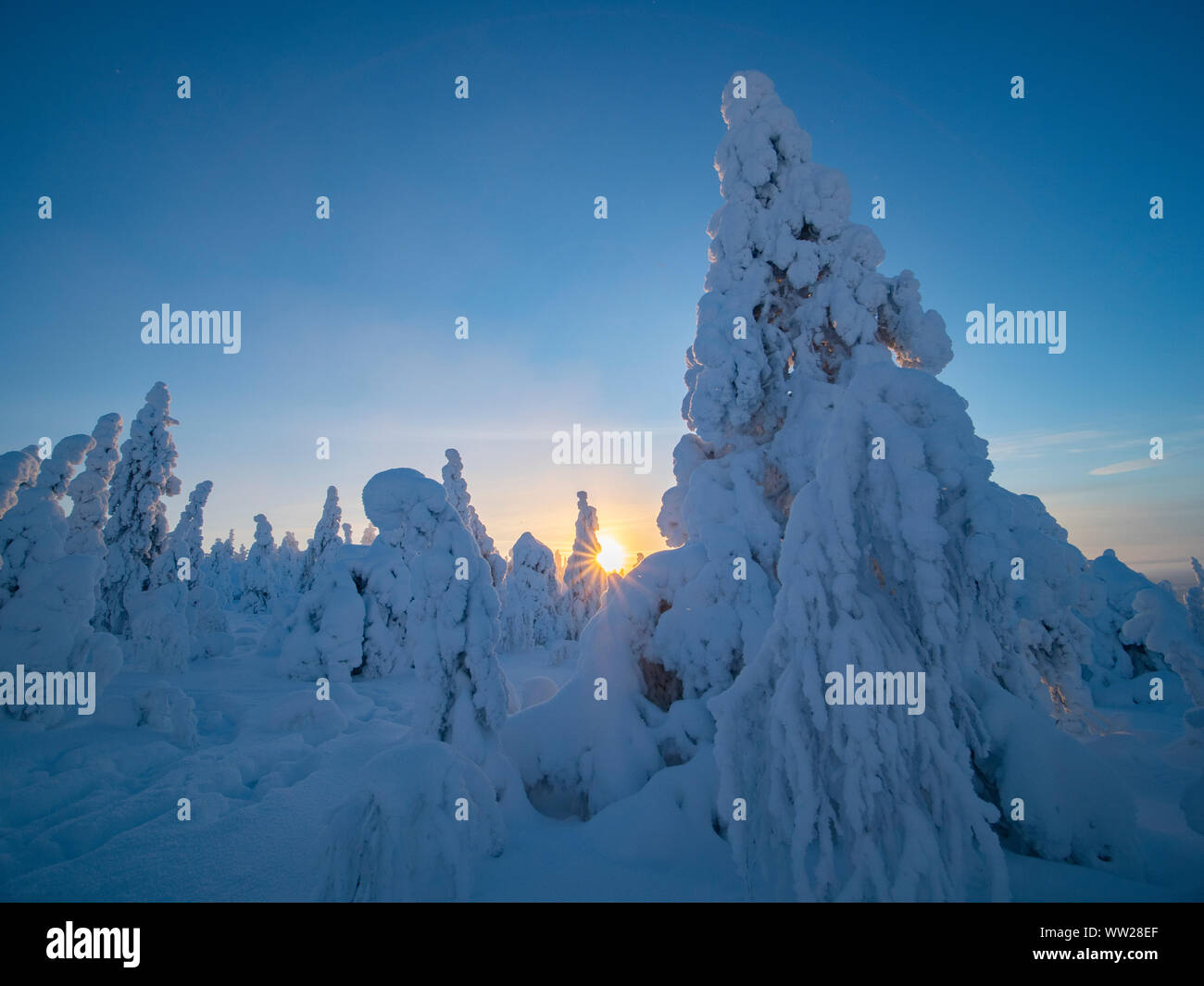 Spruce trees cloaked in snow Ruka Peak Kuusamo Finland January.  When snow cloaks spruce trees like this it is known as crown snow and can put a load Stock Photo