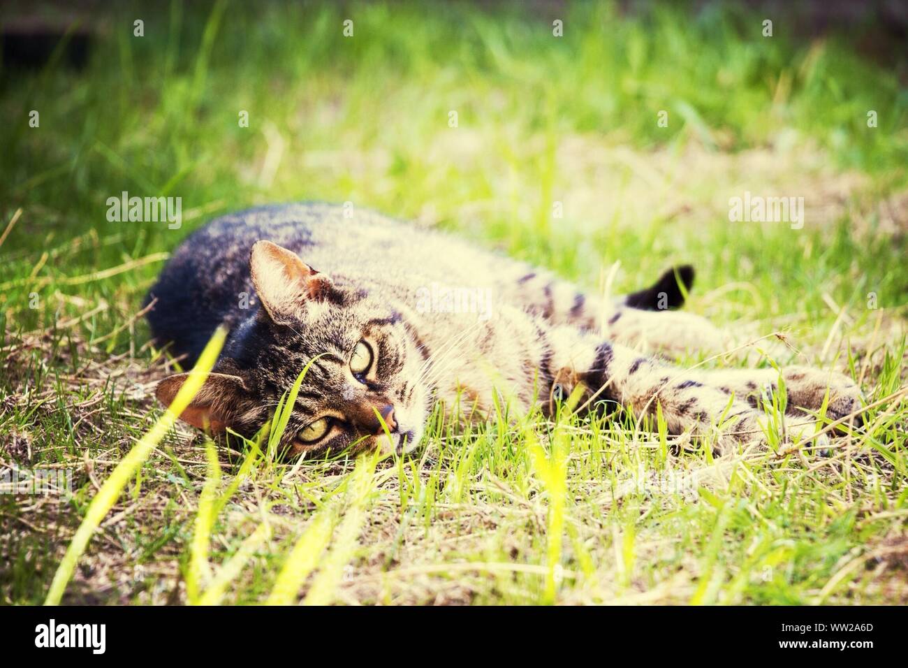 Cat lying in grass hi-res stock photography and images - Alamy