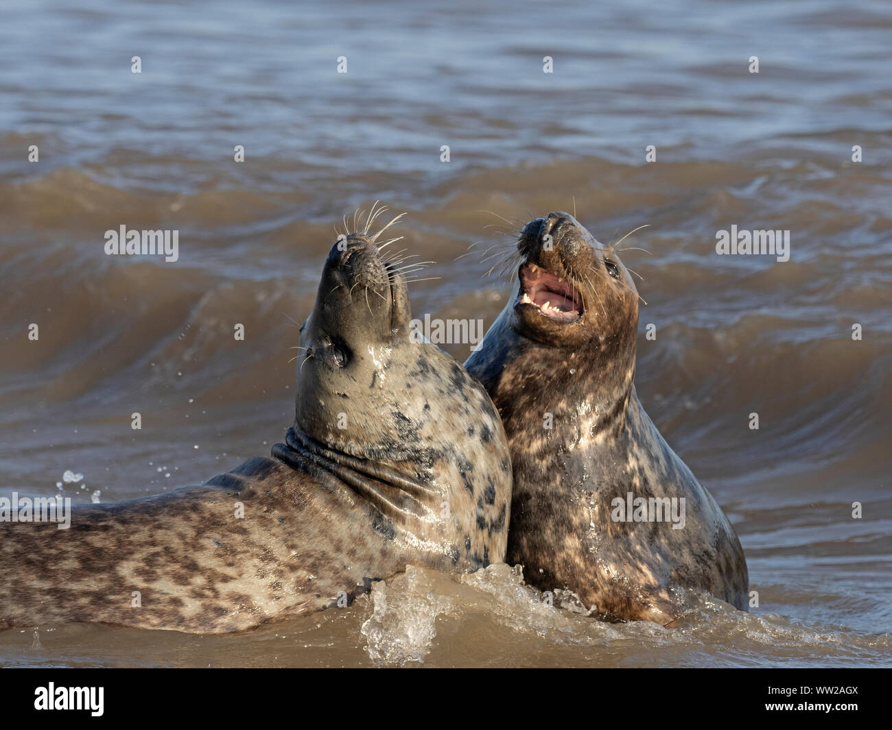 Grey Seal  Halichoerus grypus bull attempting to mate with female in surf North Norfolk January Stock Photo