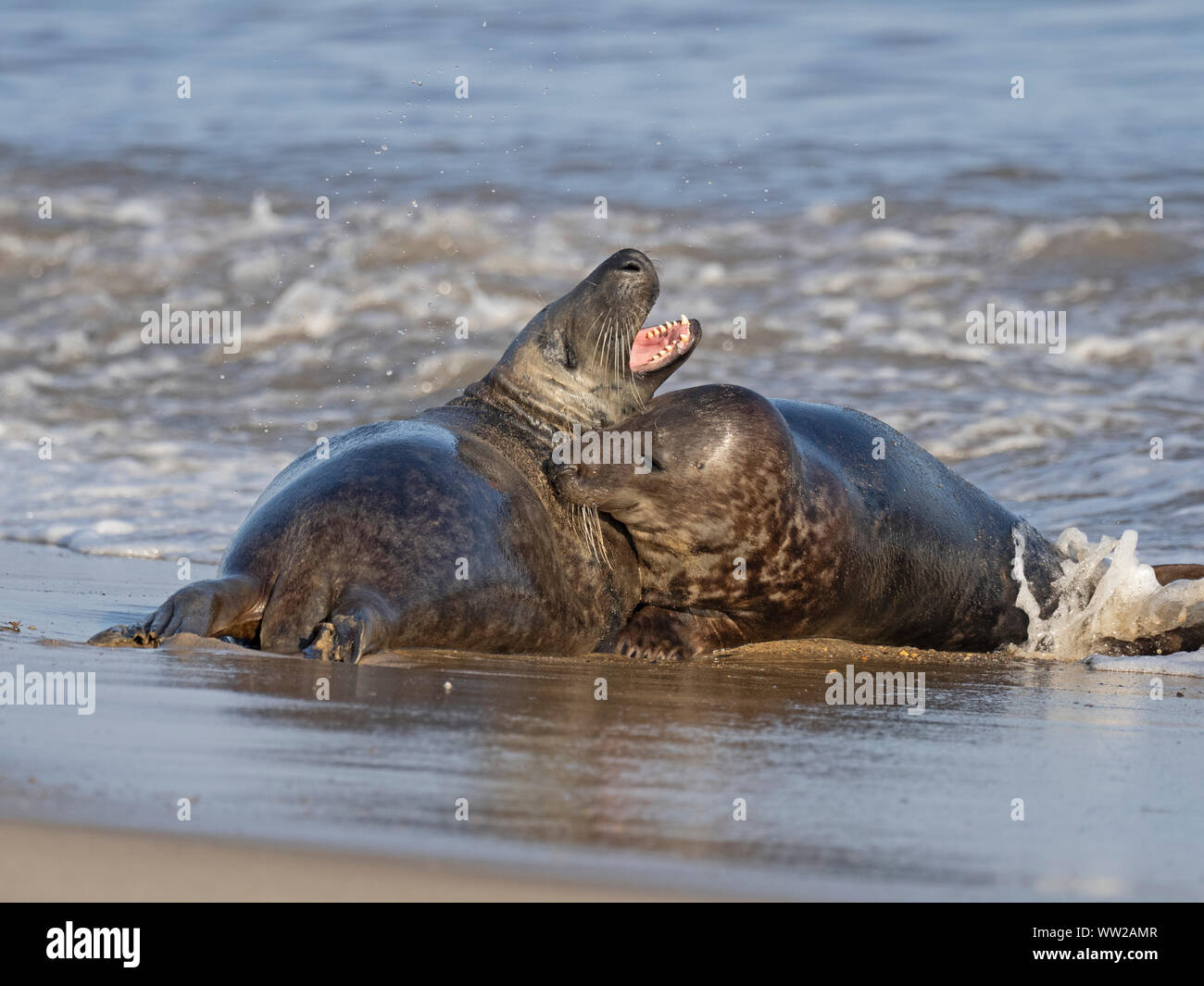 Grey Seal  Halichoerus grypus bull attempting to mate with female in surf North Norfolk January Stock Photo
