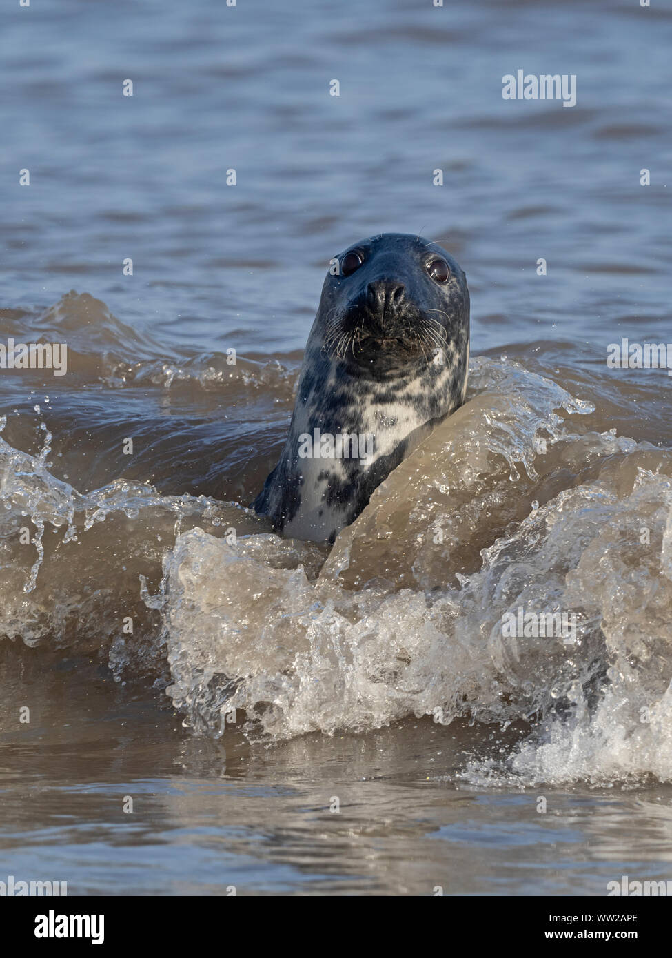 Grey Seal  Halichoerus grypus female, North Norfolk January Stock Photo