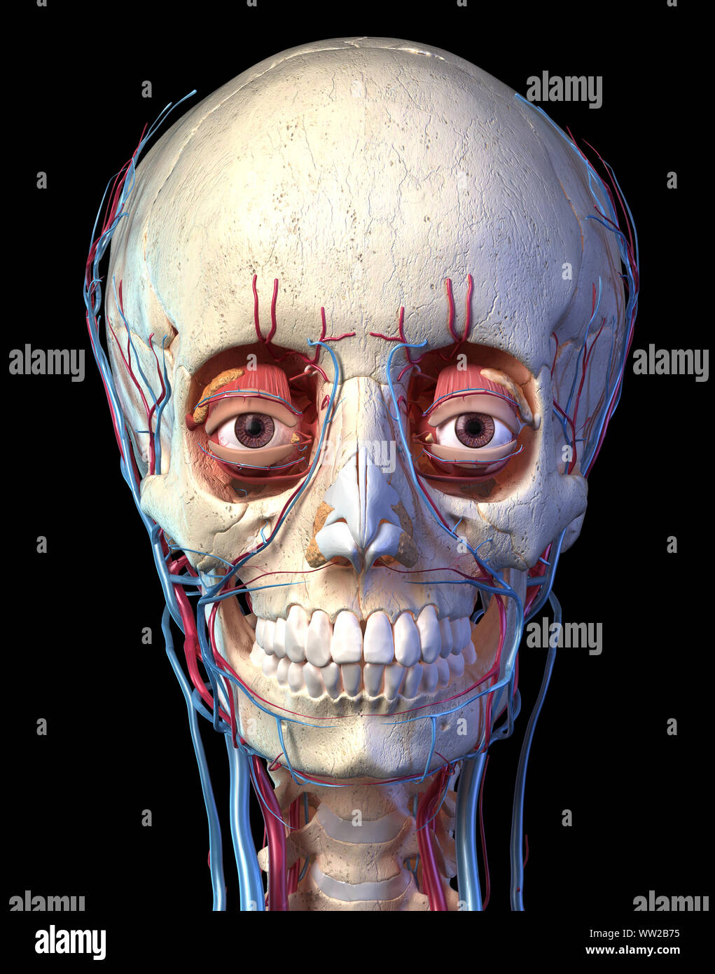 Human anatomy, Vascular system of the head viewed from the front. Computer 3d rendering artwork. On black background. Stock Photo