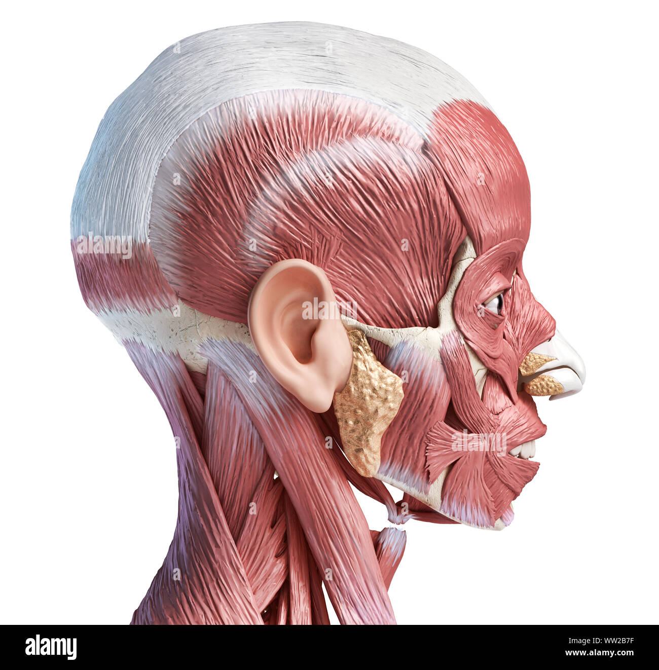 Human head anatomy 3d illustration muscular system, lateral view on white background. Stock Photo
