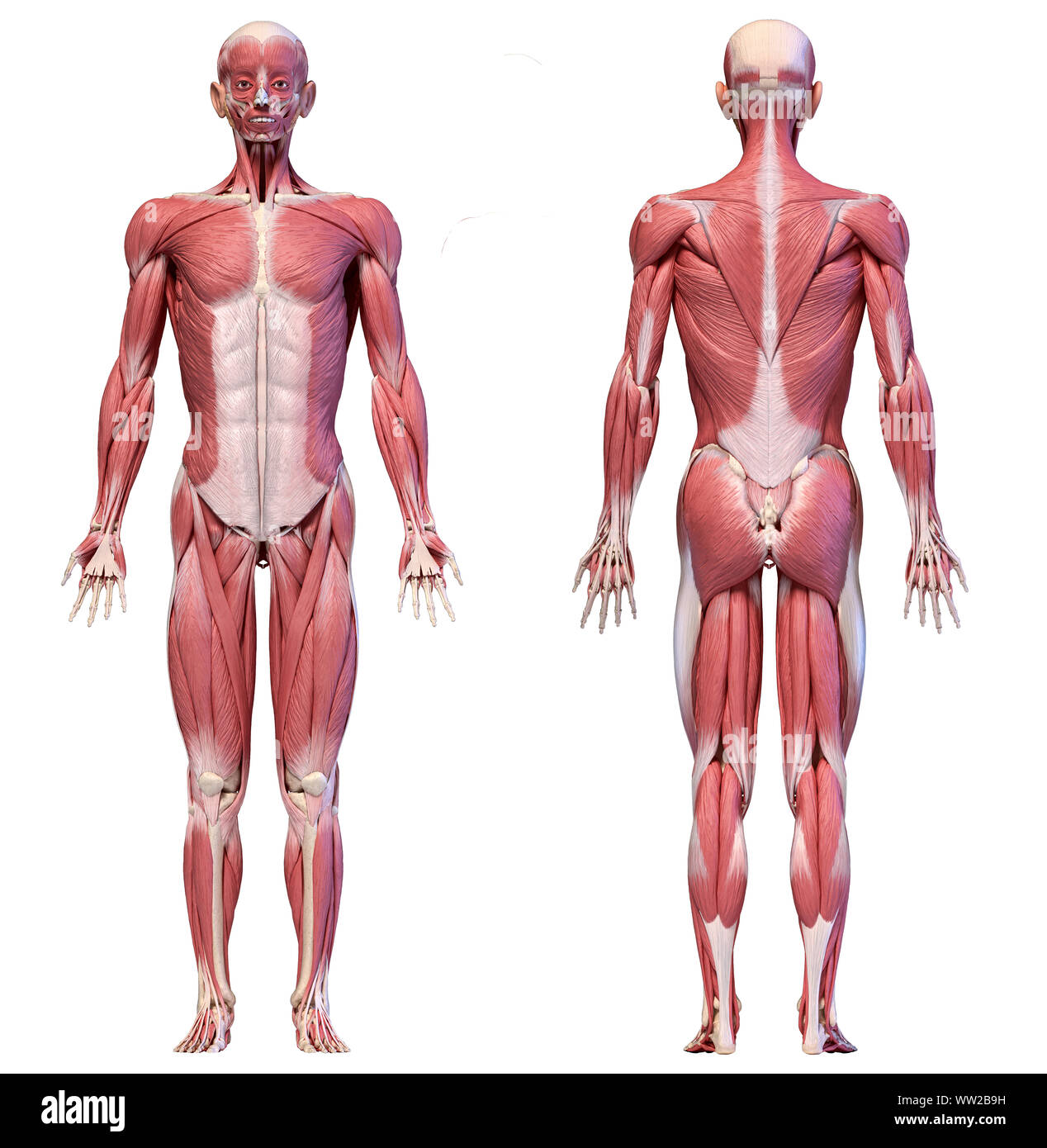 Human anatomy 3d illustration, male muscular system full body, front and back views on white background. Stock Photo