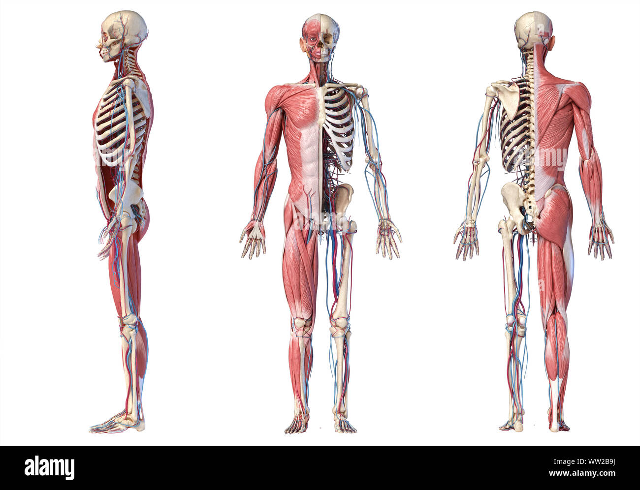 Human Anatomy Full Body Skeletal Muscular And Cardiovascular Systems 