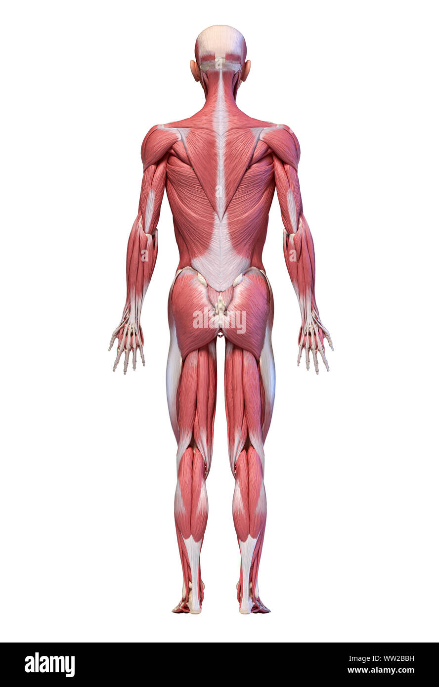 Human anatomy 3d illustration, male muscular system full body, back view on  white background Stock Photo - Alamy