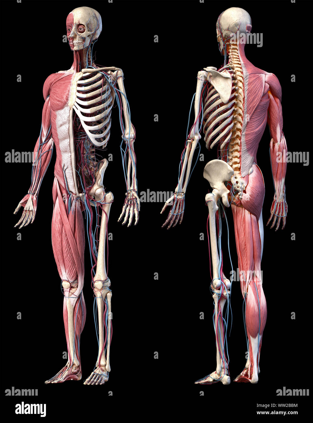 Human Anatomy Full Body Skeletal Muscular And Cardiovascular Systems Two Views Front And Back Perspectives On Black Background 3d Illustration Stock Photo Alamy