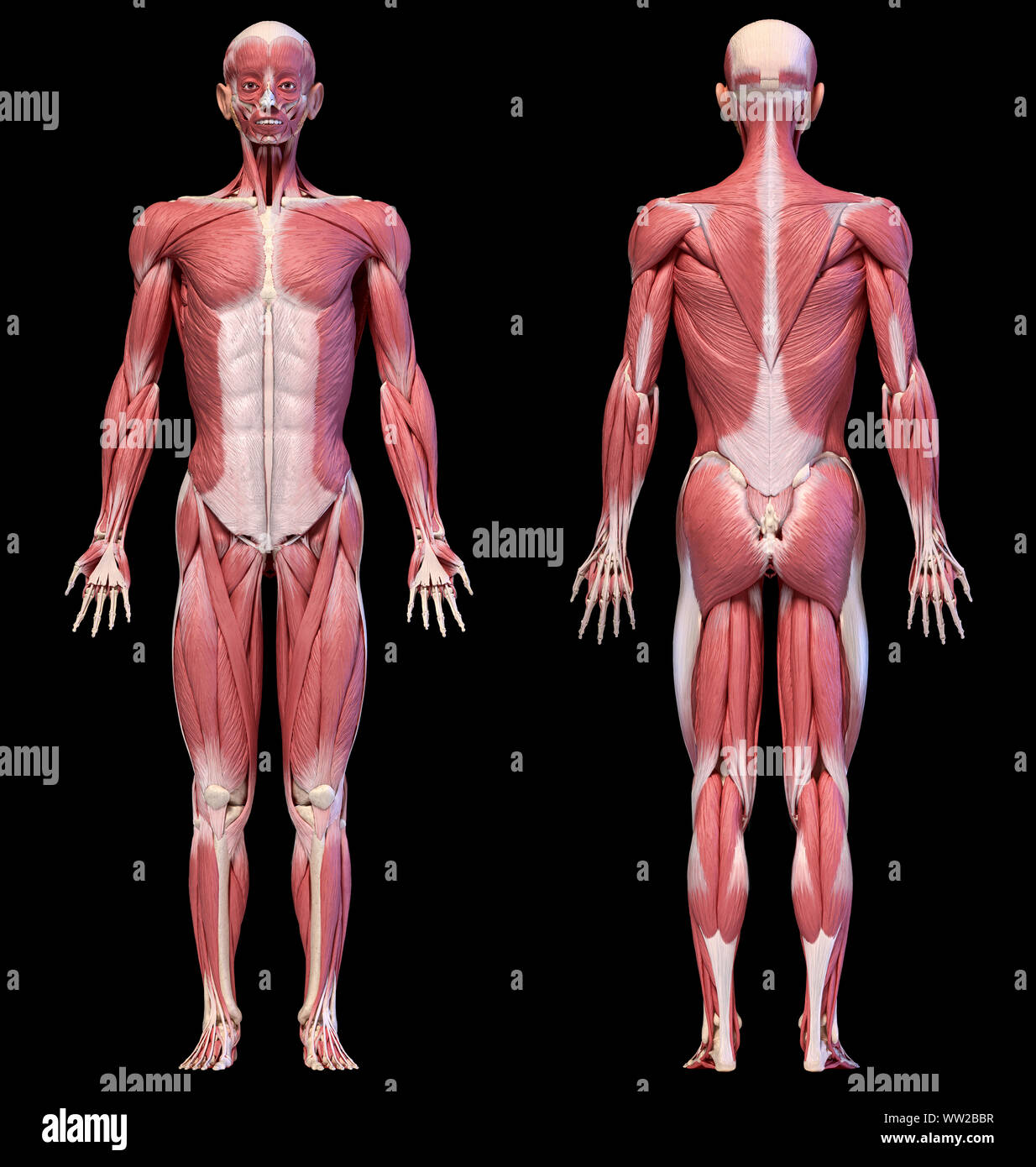 Human anatomy 3d illustration, male muscular system full body, front and back views on black background. Stock Photo