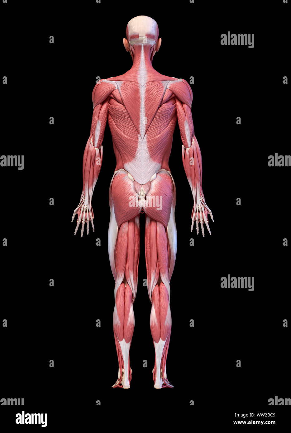 Human anatomy 3d illustration, male muscular system full body, back view on black background. Stock Photo
