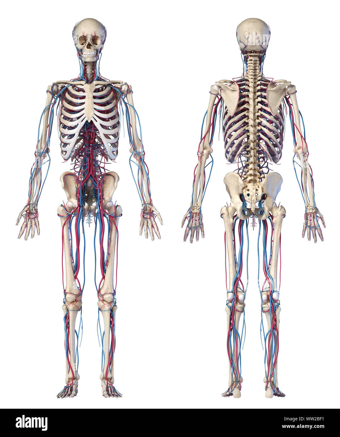 Human Skeleton Diagram