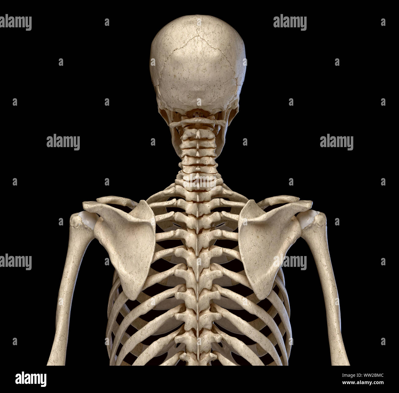 Human Anatomy Skeletal System Of The Torso Viewed From The Back On Black Background Stock Photo Alamy
