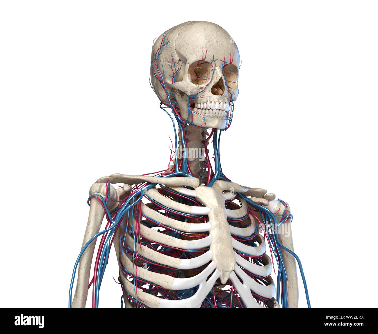 Human anatomy. Skeleton of the torso with veins and arteries. Front perspective view. On white background. 3d illustration. Stock Photo