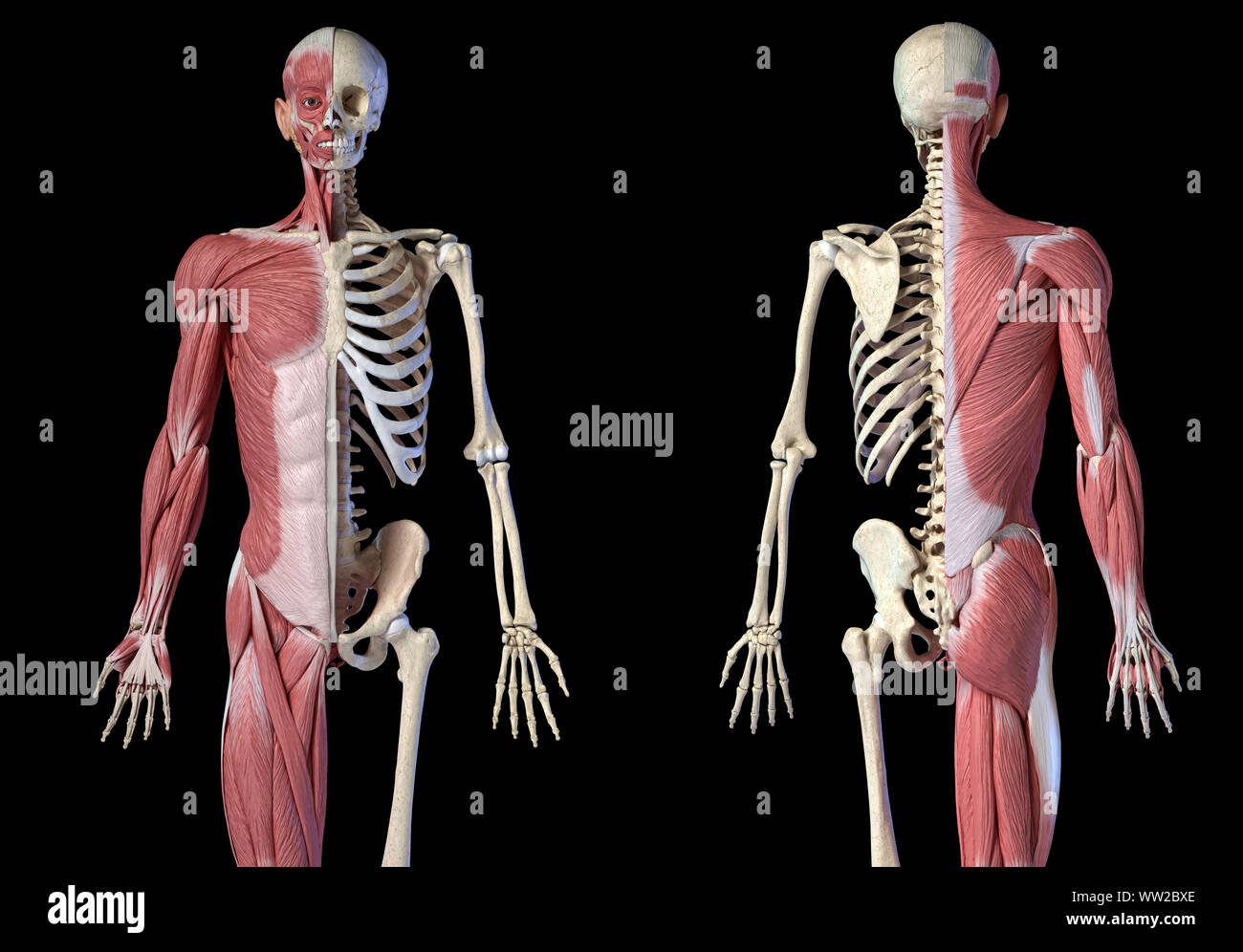 Human male anatomy, 3/4 figure muscular and skeletal systems, front and back views on black background. 3d anatomy illustration. Stock Photo